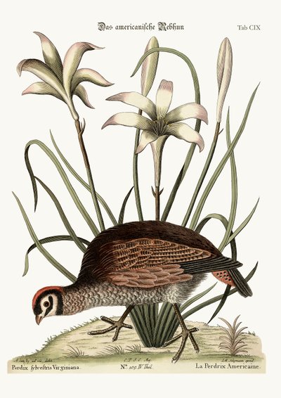 The American Partridge by Mark Catesby